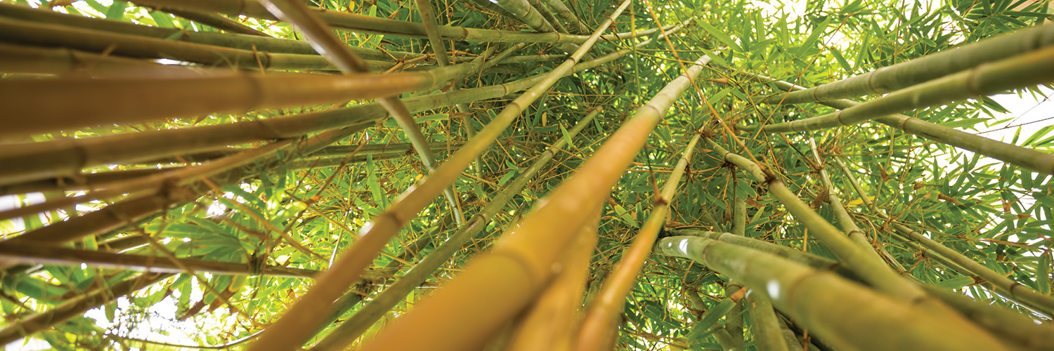 Bamboo