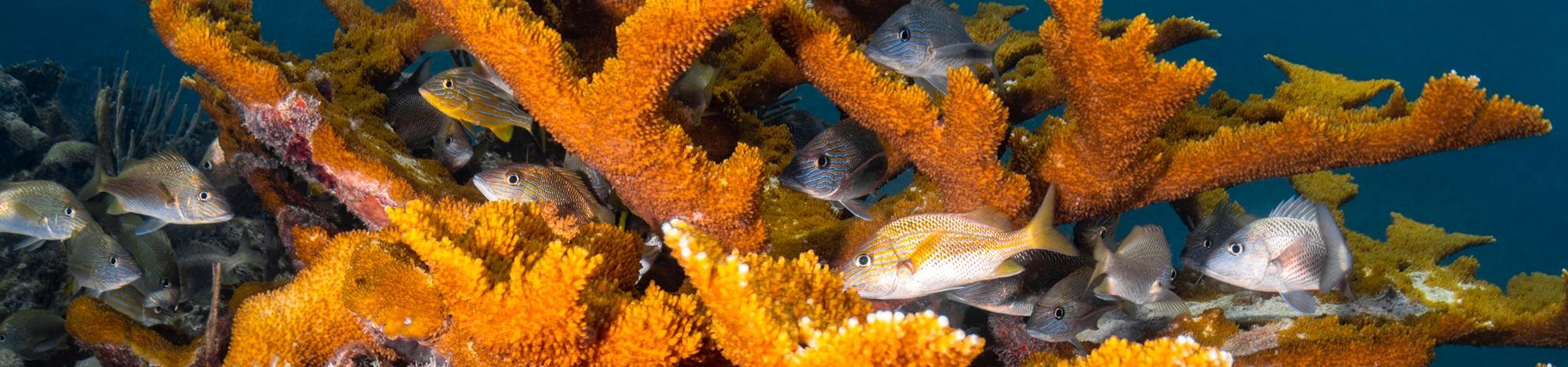 Elkhorn coral (Acropora palmata), a prominent Caribbean reef-building coral
