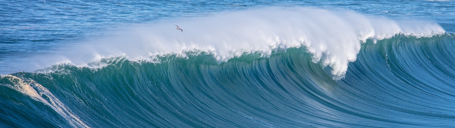 A large ocean wave curling toward the viewer; a seabird glides overhead.