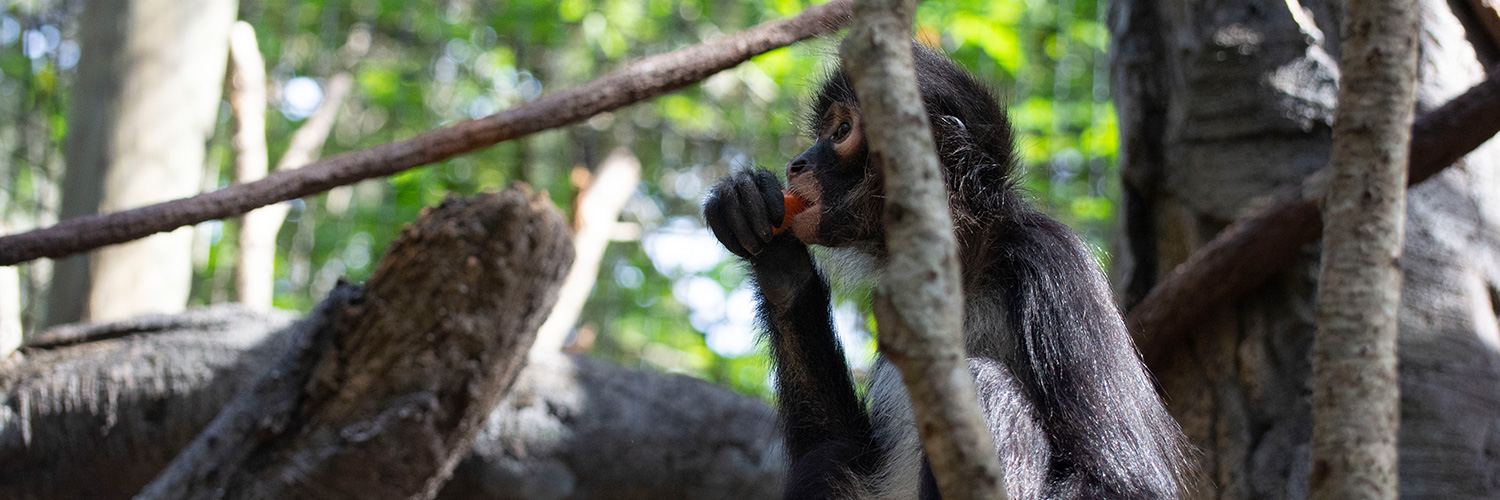 A monkey with a tree branch