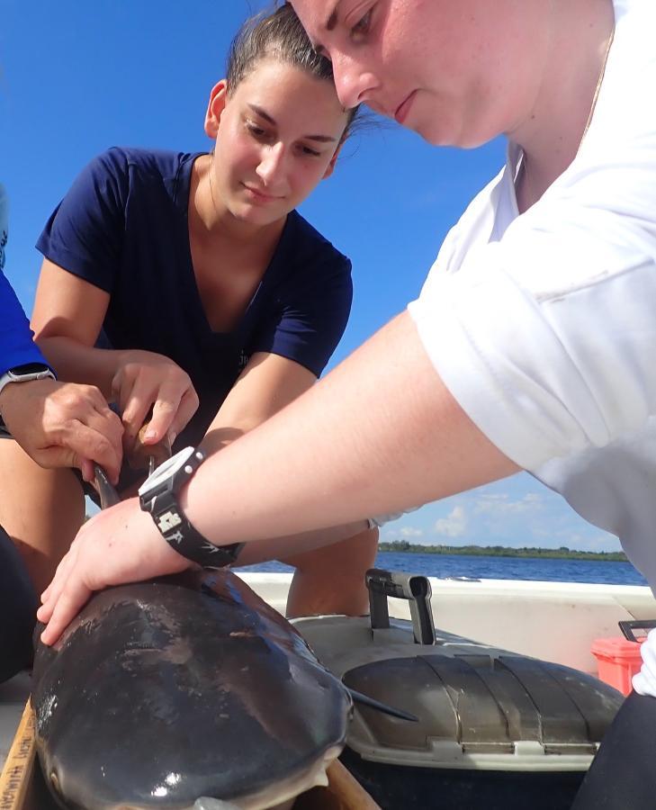 Student researchers in the Shark Conservation Lab conducted non-lethal tag-and-release fishing to collect DNA samples from sharks