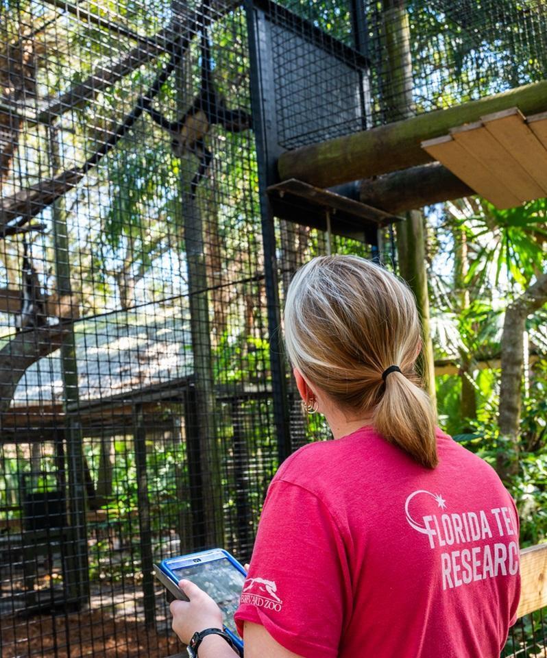 researcher observing monkeys at Brevard Zoo