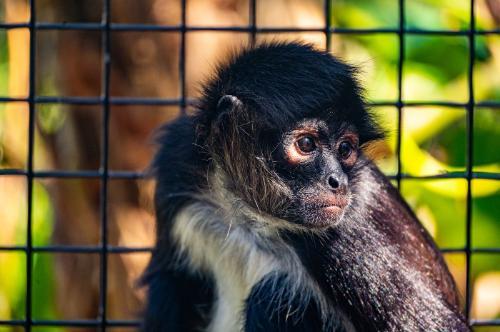 Mateo, a spider monkey who has participated in Florida Tech behavioral research