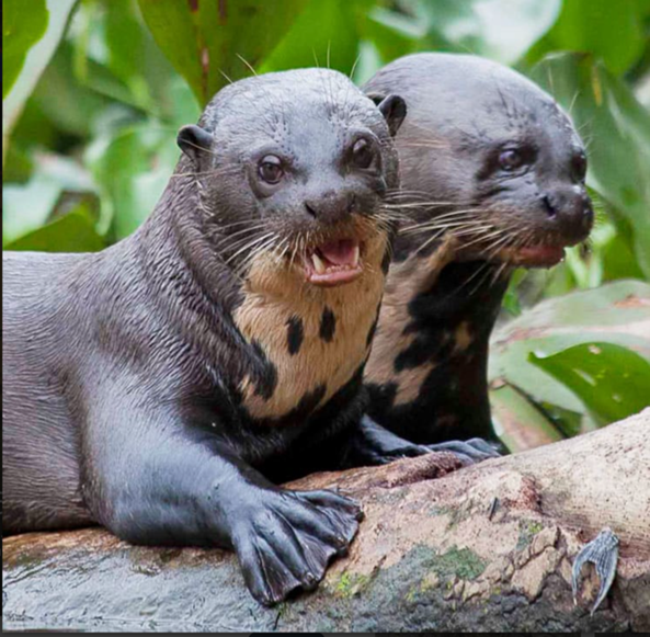 Giant River Otters. Photo by Araras Eco Lodge.