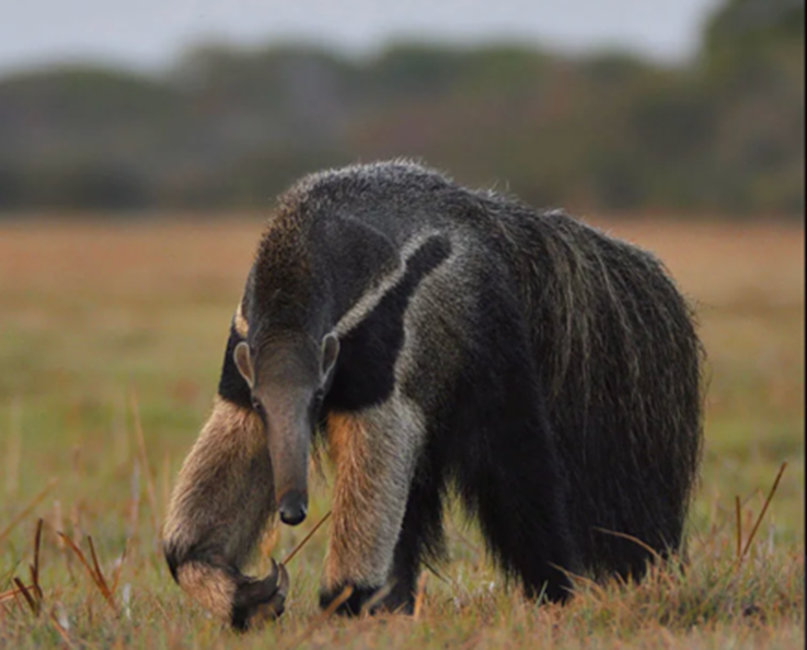 Giant Anteater. Photo by Araras Eco Lodge.