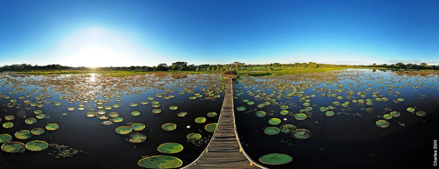 Victoria Amazonica water lilies. Photo by Hotel Pantanal Norte.