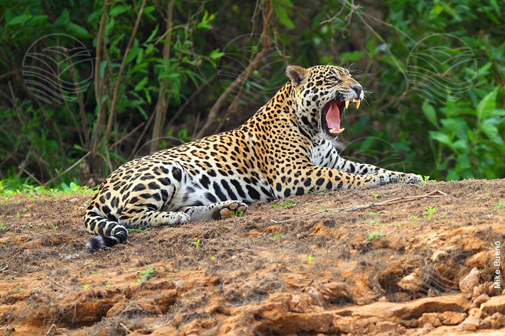 Jaguar resting. Photo by Hotel Pantanal Norte.