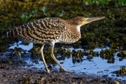 Rufescent Tiger Heron. Photo by Araras Eco Lodge.