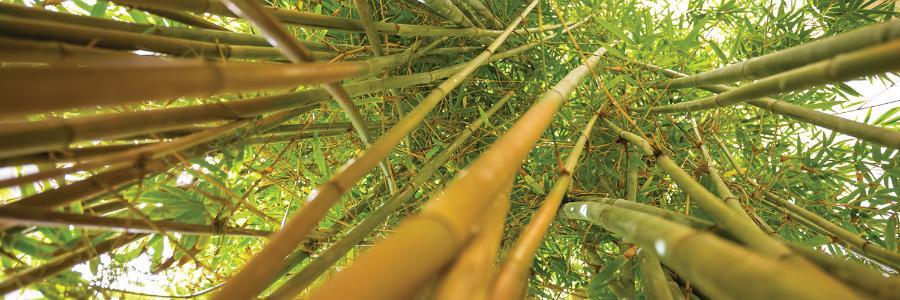 Bamboo