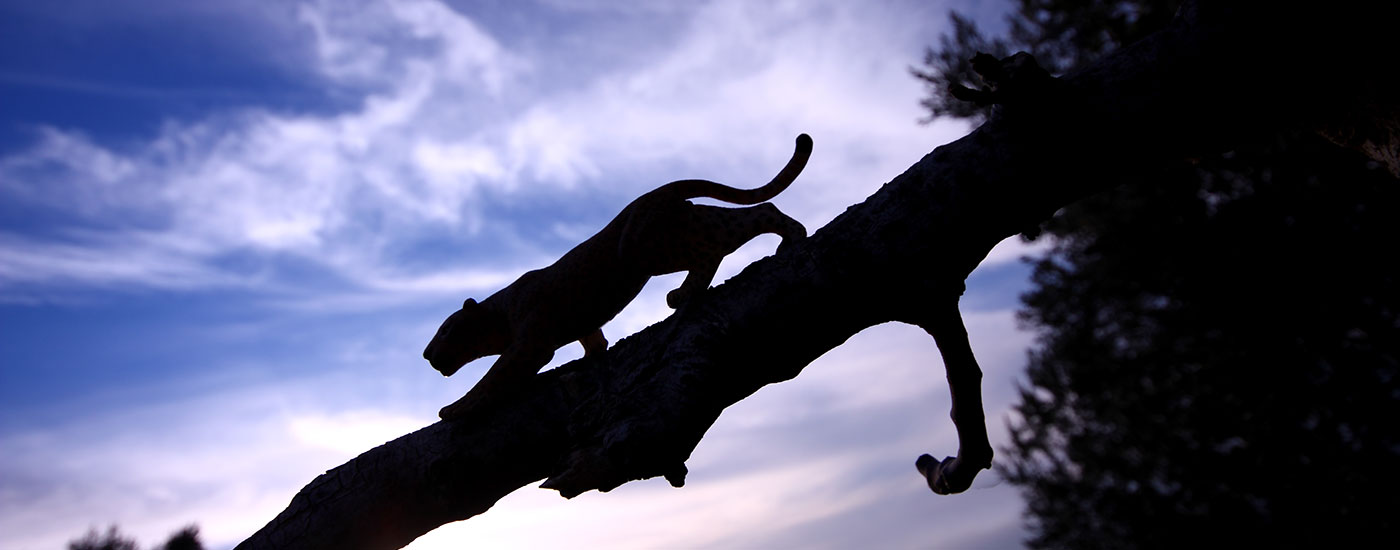 Panther on a limb.