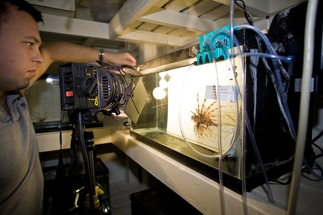 Aquarium with a lionfish