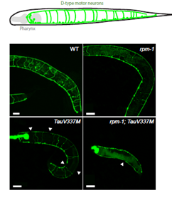 Images of worm motor cords