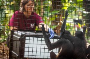 Faculty member Darby Proctor working with spider monkeys at Brevard Zoo.