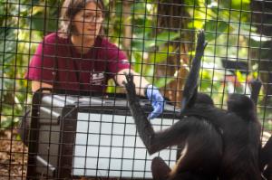 Faculty member Darby Proctor working with spider monkeys at Brevard Zoo.