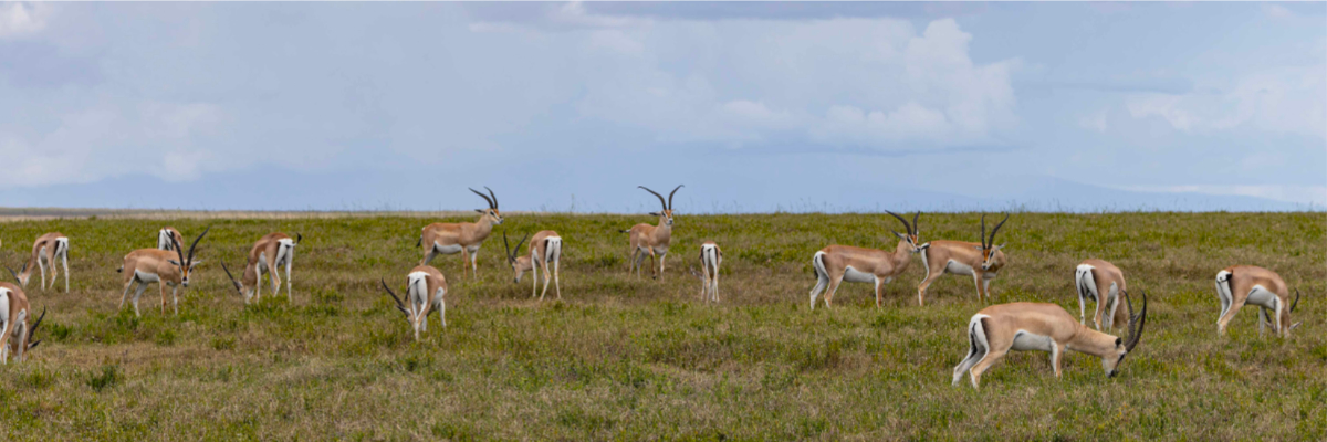 Gazelles grazing in a Serengeti field under a cloudy sky.