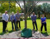 planting a tree on campus