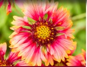pink flower
