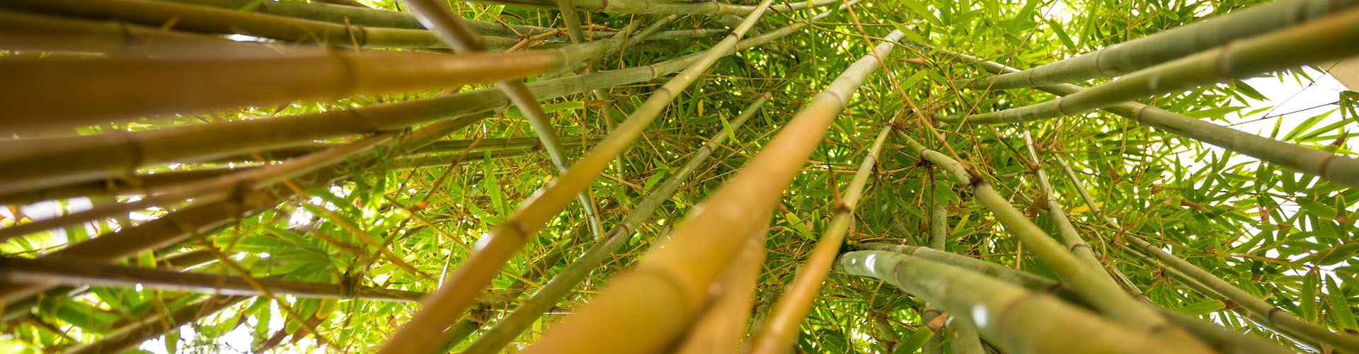 Bamboo in Florida Tech Botanical Gardens