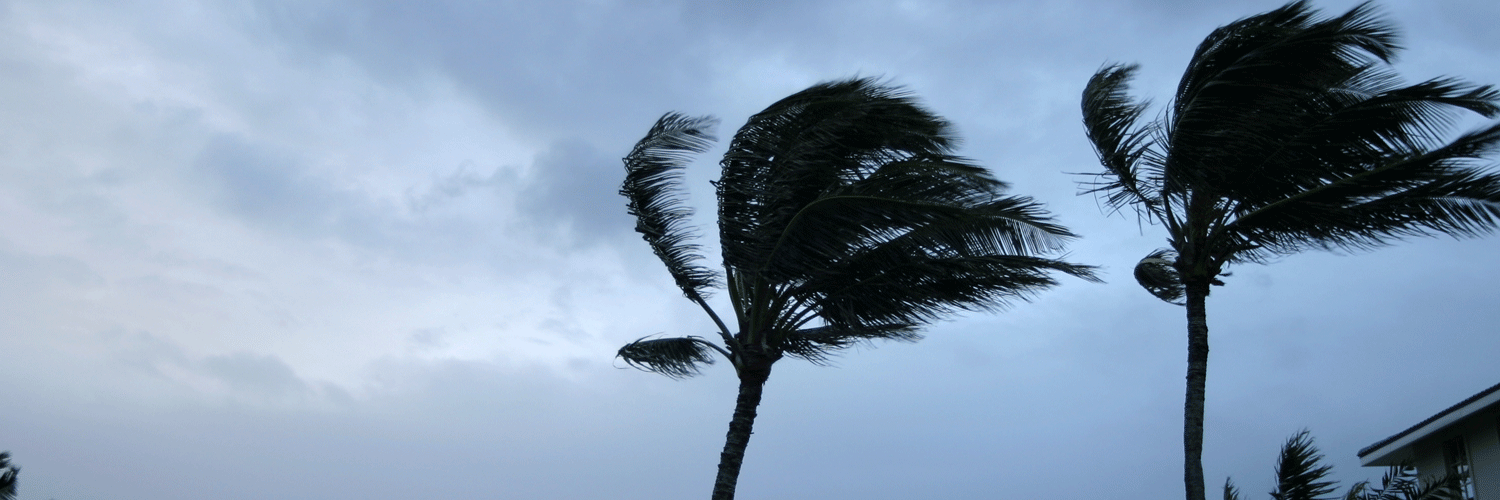Trees Blowing in Hurricane Force Winds