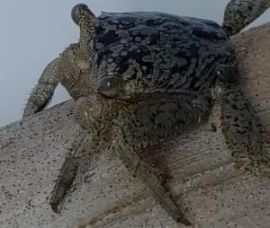 Mangrove Tree Crab Climbing Biomechanics