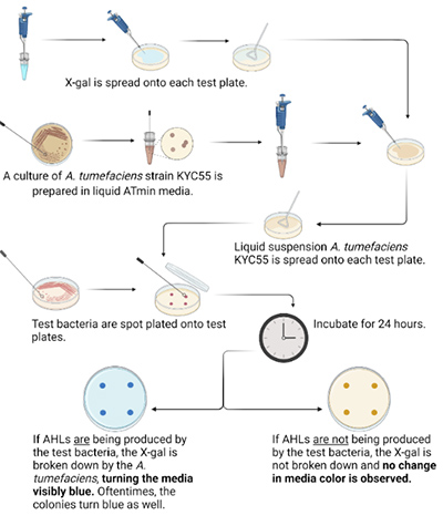 Identification of Quorum Sensing Bacteria from plant isolates aboard the International Space Station