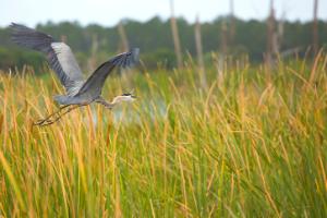 Environmental Science